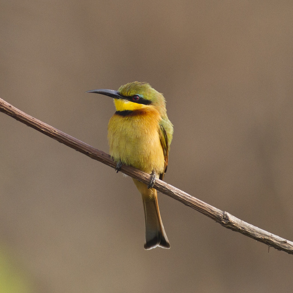 Little Beeeater Bijilo Forest David Tattersley Flickr