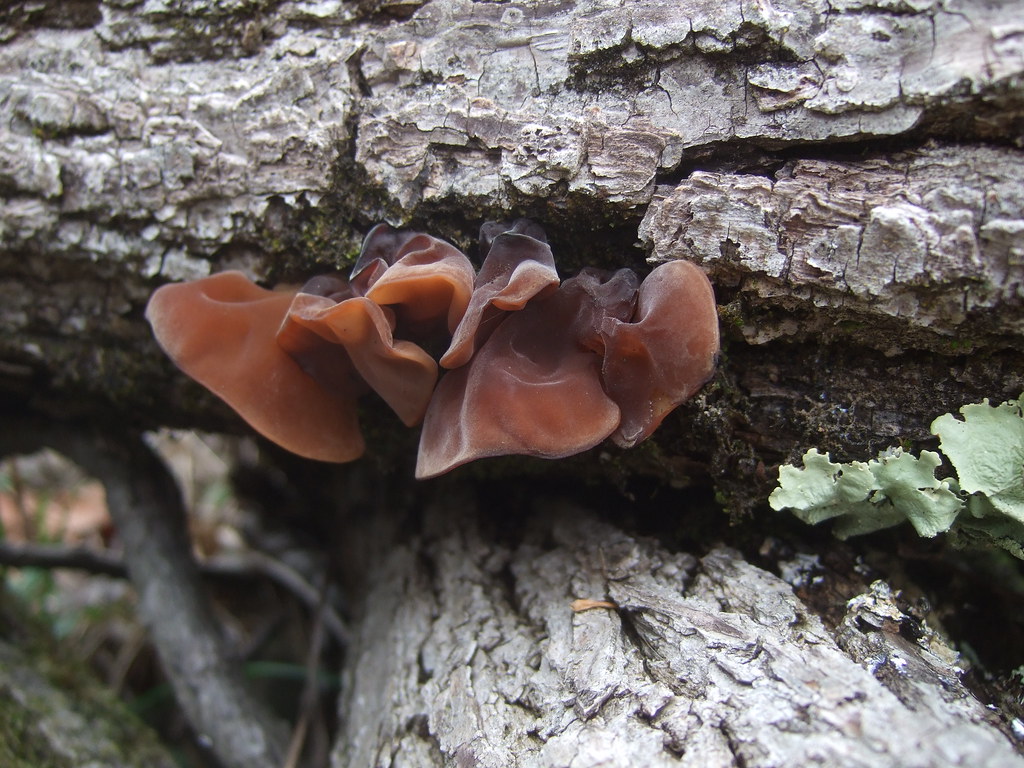 wood ear mushrooms Wendell Smith Flickr