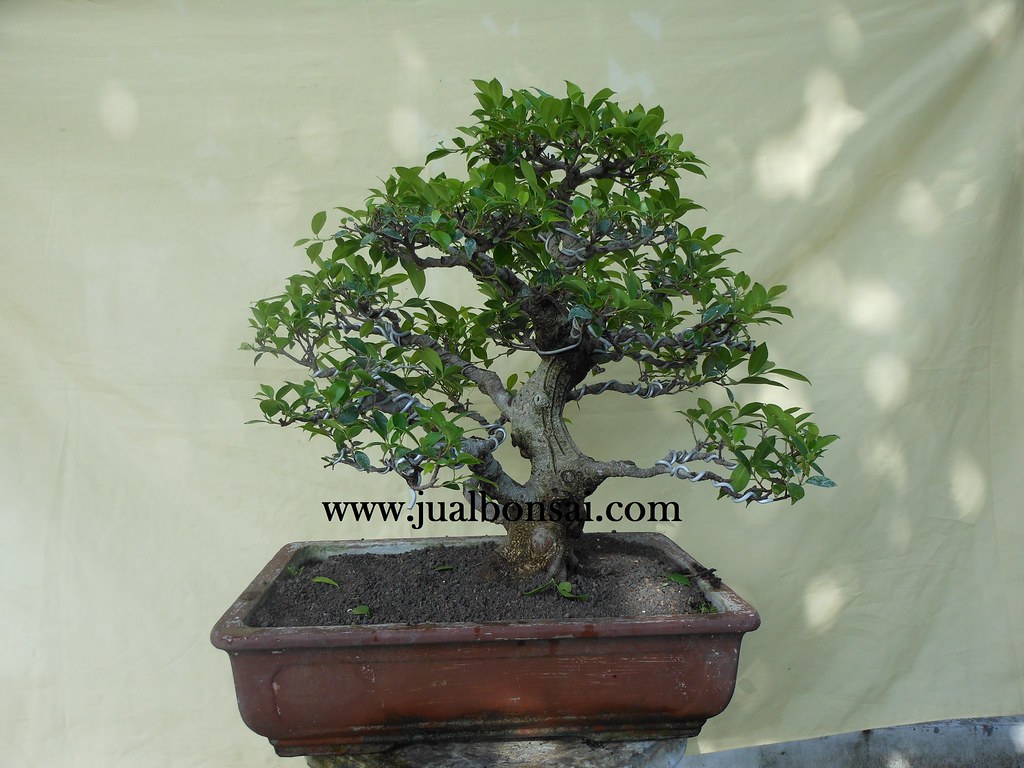 Bonsai 48 Kimeng Gaya Formal Ukuran Medium | Bonsai Kimeng U… | Flickr