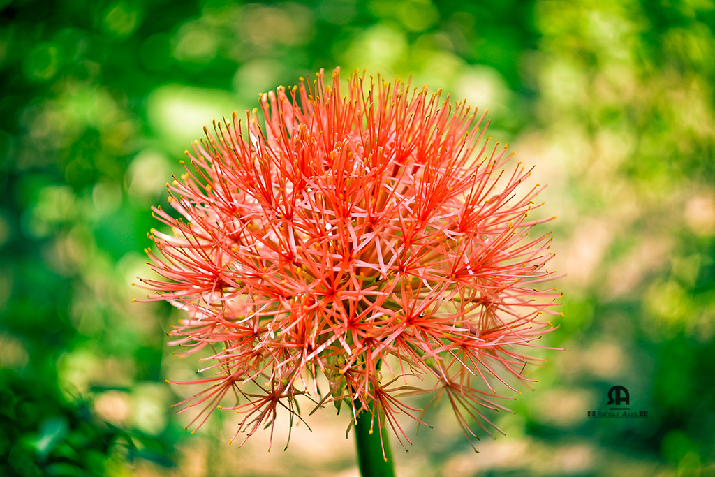 May Flower! The Flower of the Month! Also known as Blood L… Flickr