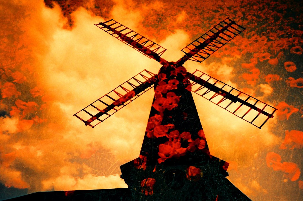 flower mill Poppies cover several fields, photostreams and… Flickr