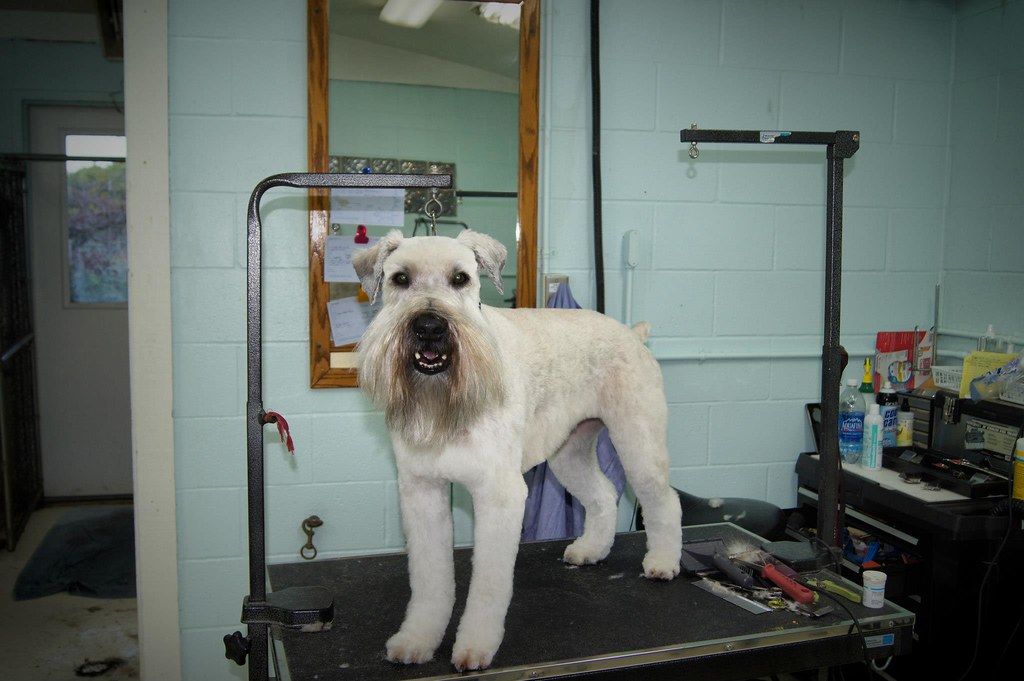 Patti's Pet perfection My grooming , my best friends !!! Flickr