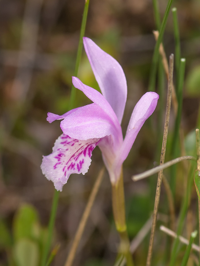 Arethusa bulbosa (Dragon's Mouth orchid) These were