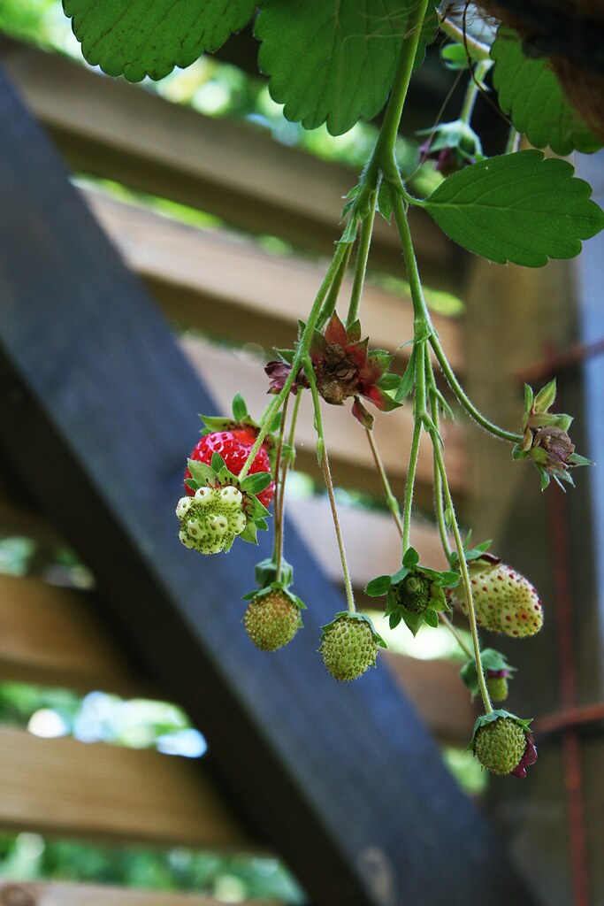 Hanging Strawberry Plant Pia´s Garden Flickr