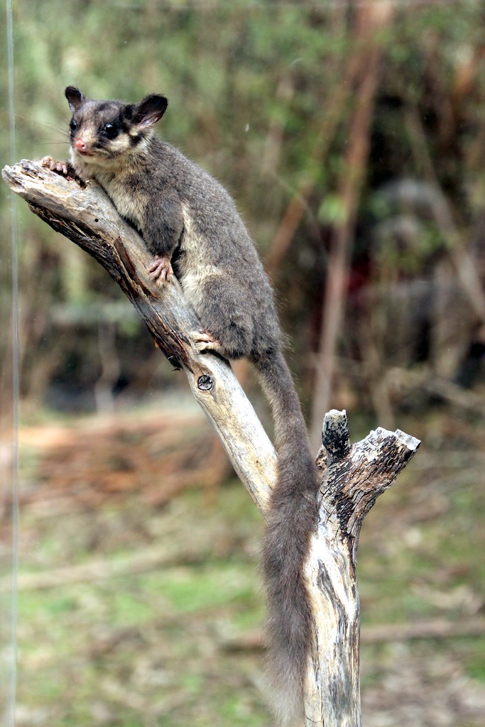 Leadbeater's Possum called National Tree Day, July … Flickr