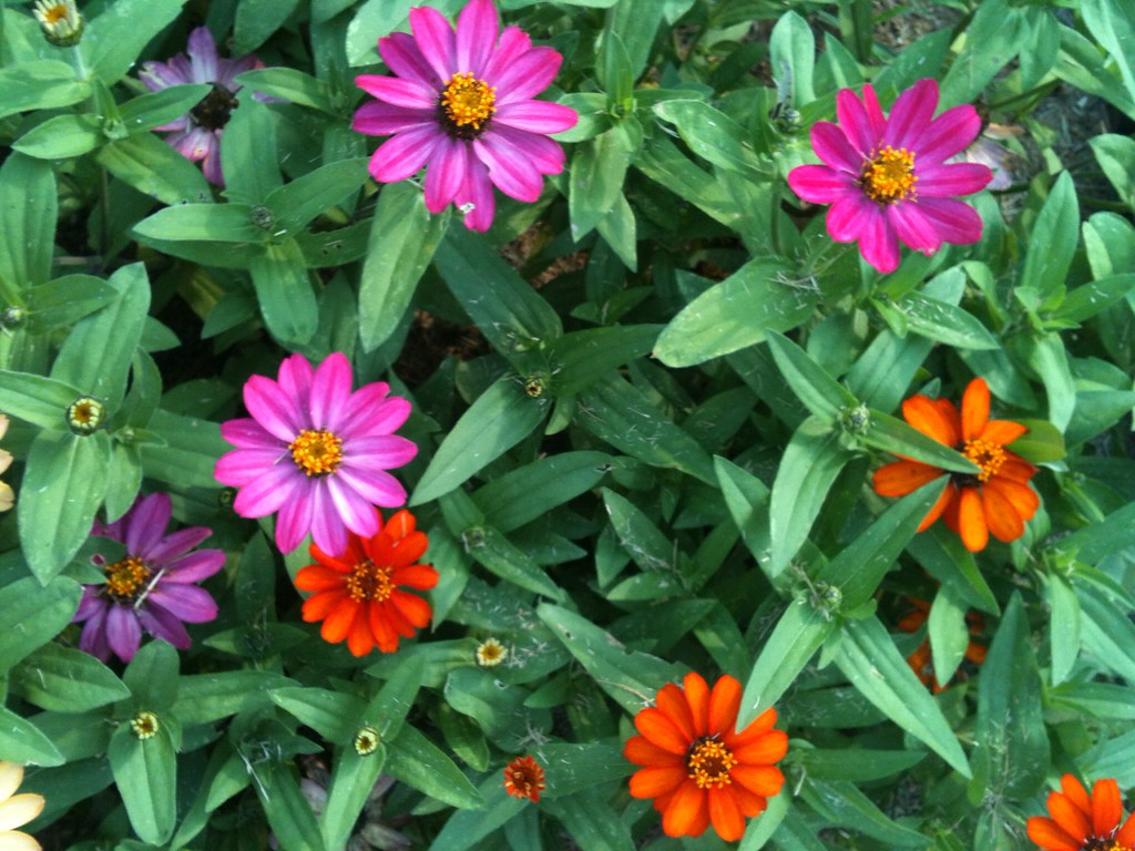 Zinnia Patch Ellen Flickr