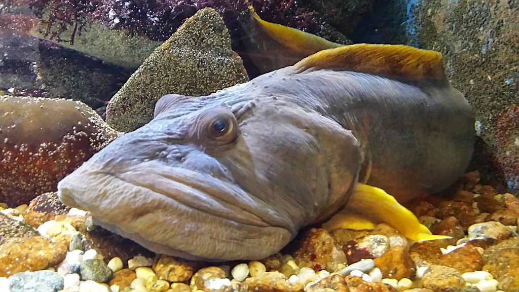 Woods Hole Aquarium FoxInTheWoods Flickr