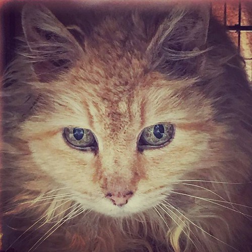 Ziggy Stardust has otherworldly eyes. She also had a horri… Flickr