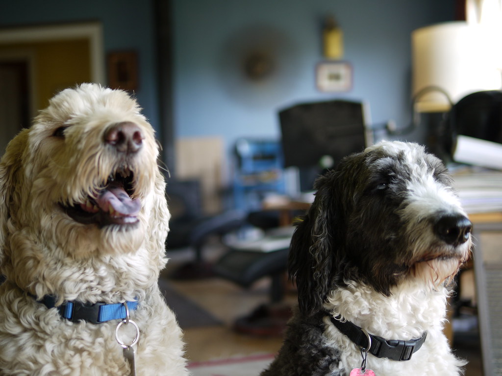 Posing Doodles Dipsydoodles, Odin & Trix F. D. Richards Flickr