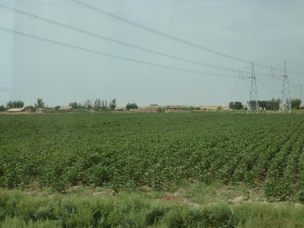 cotton fields Uzbekistan plutogno Flickr