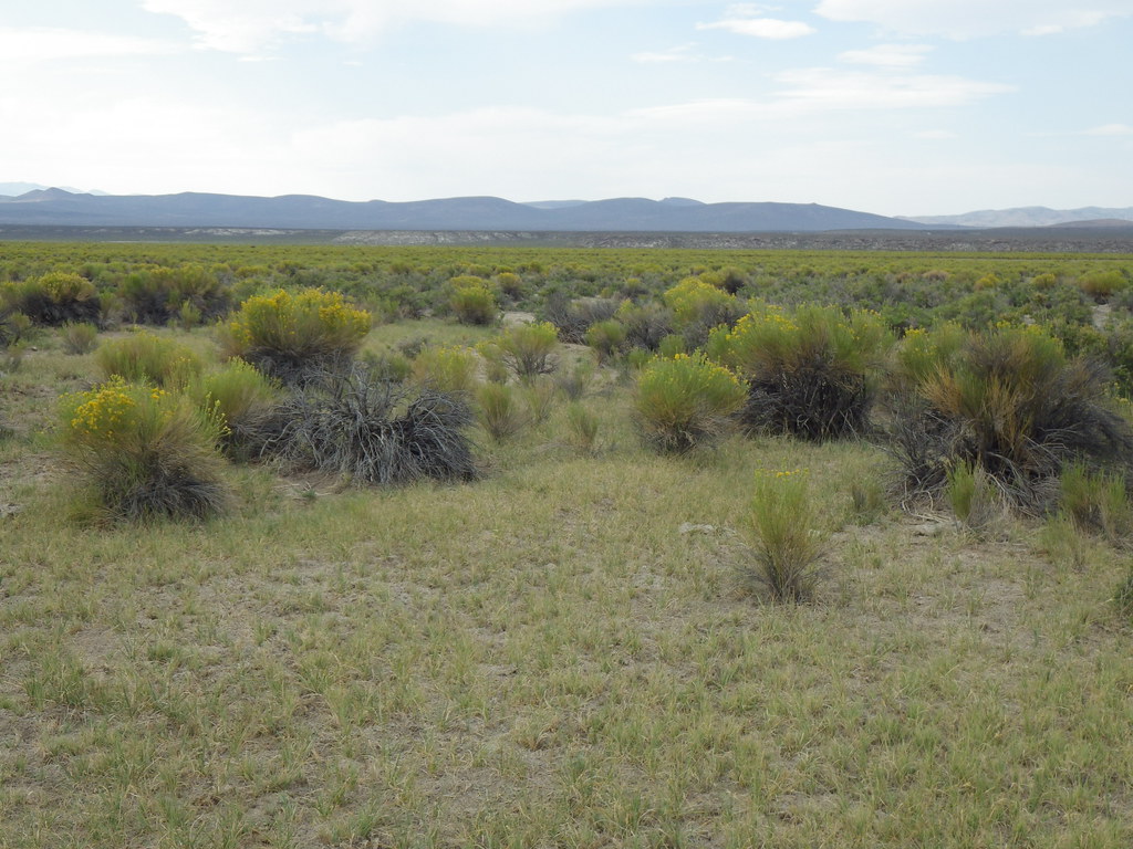 Jacobsville rabbitbrush and sagebrush steppe The sagebrush… Flickr
