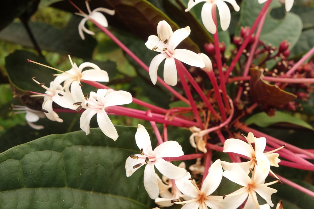 Barbados Flowers Flickr