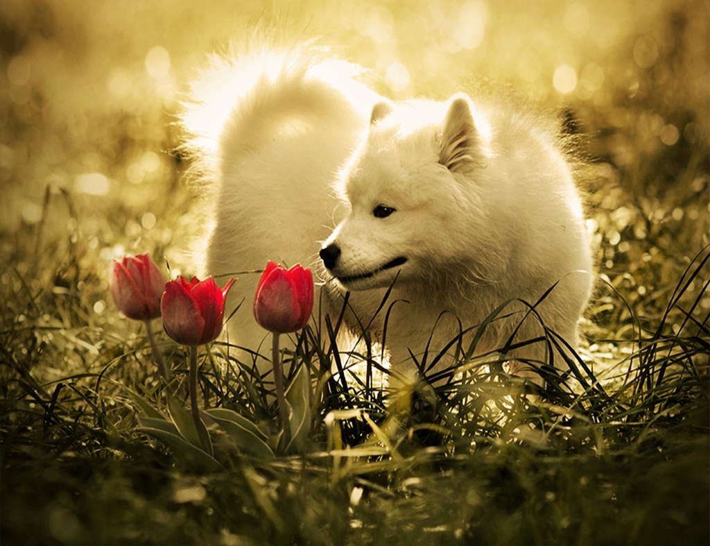 Cute Baby White Wolf HD Wallpaper Download Cute Baby White… Flickr