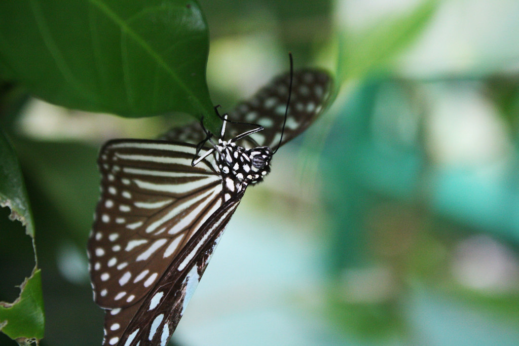 Butterflies in Stomach Flickr