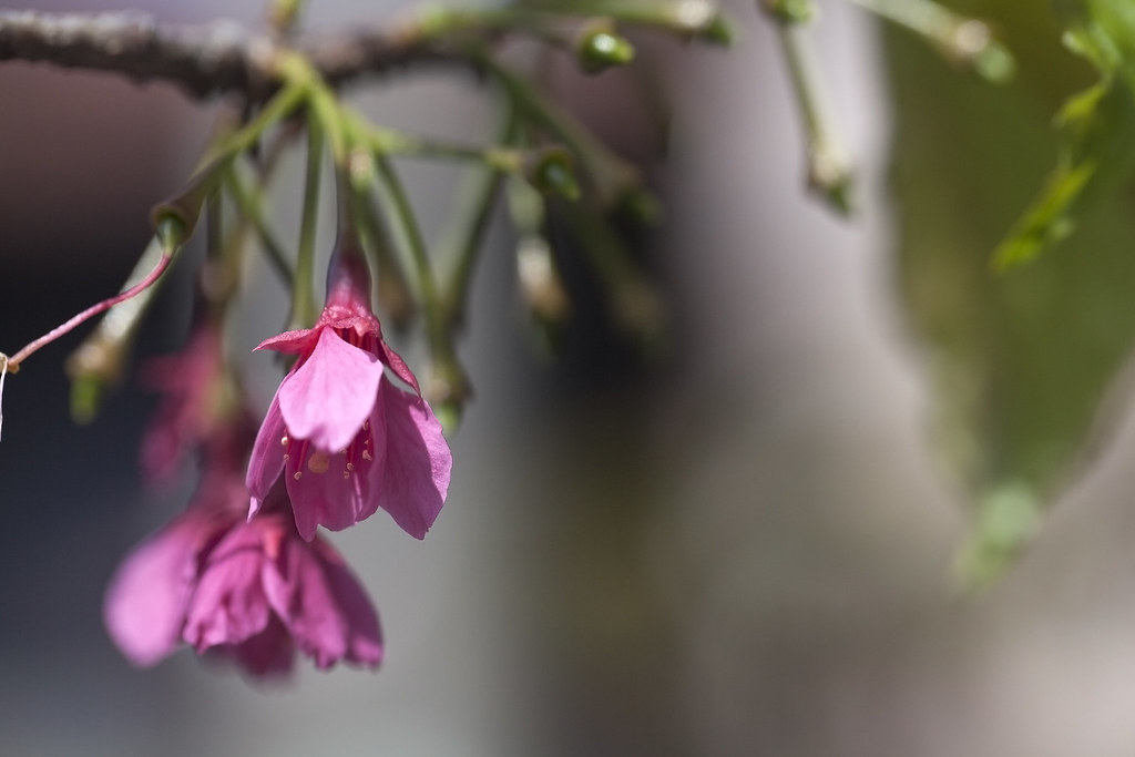 Cherry Blossom Several Months Flickr