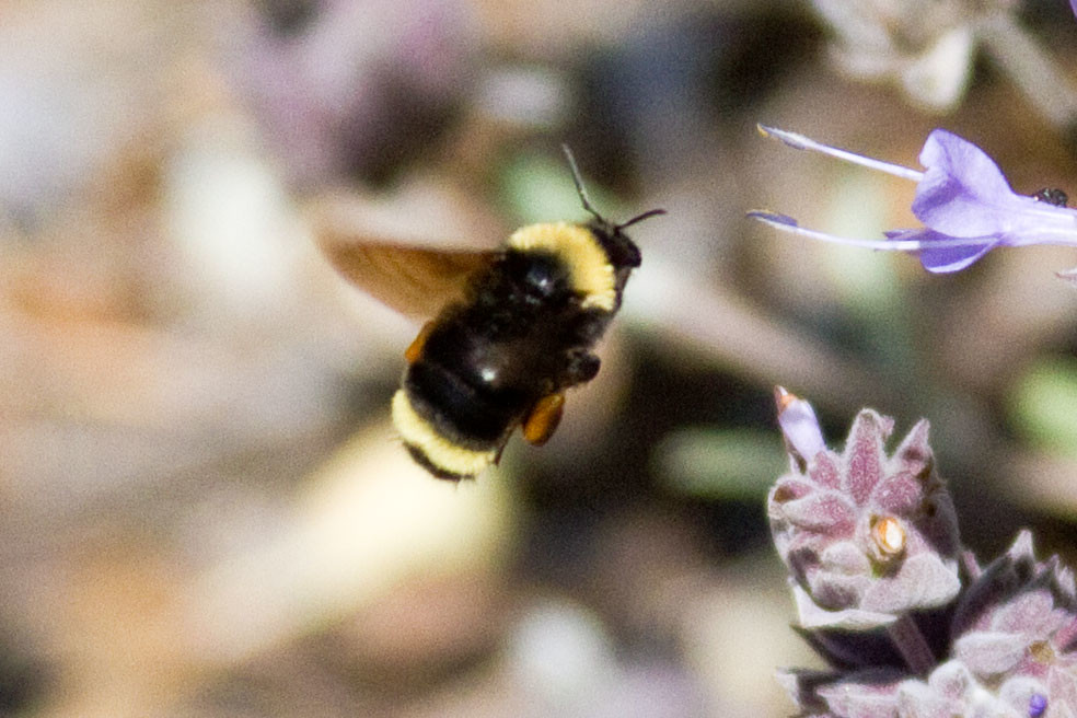 California Bumble Bee San Diego County, California, US Flickr