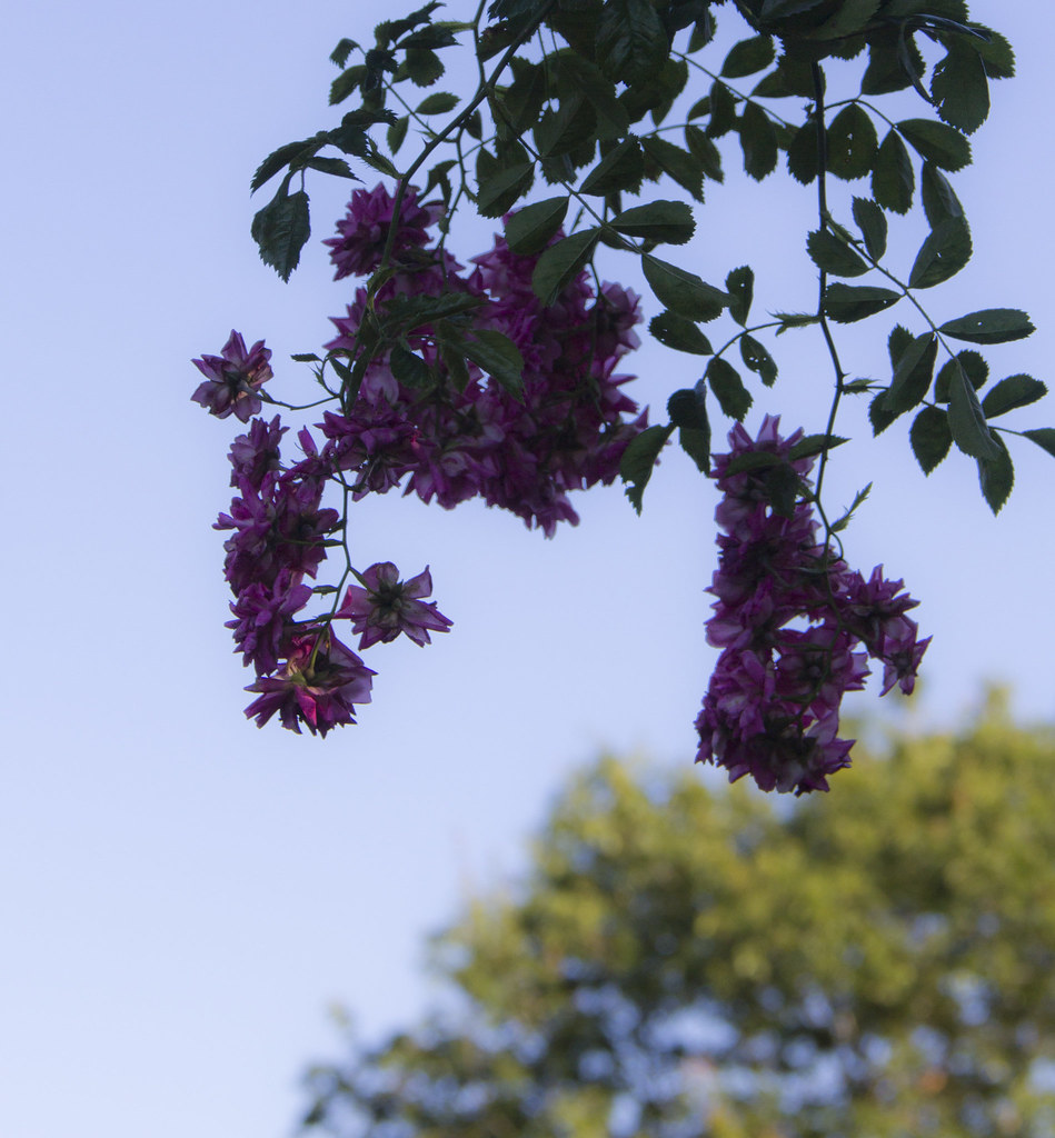 Hanging Plants, Portland Japanese Garden JeffRz Flickr