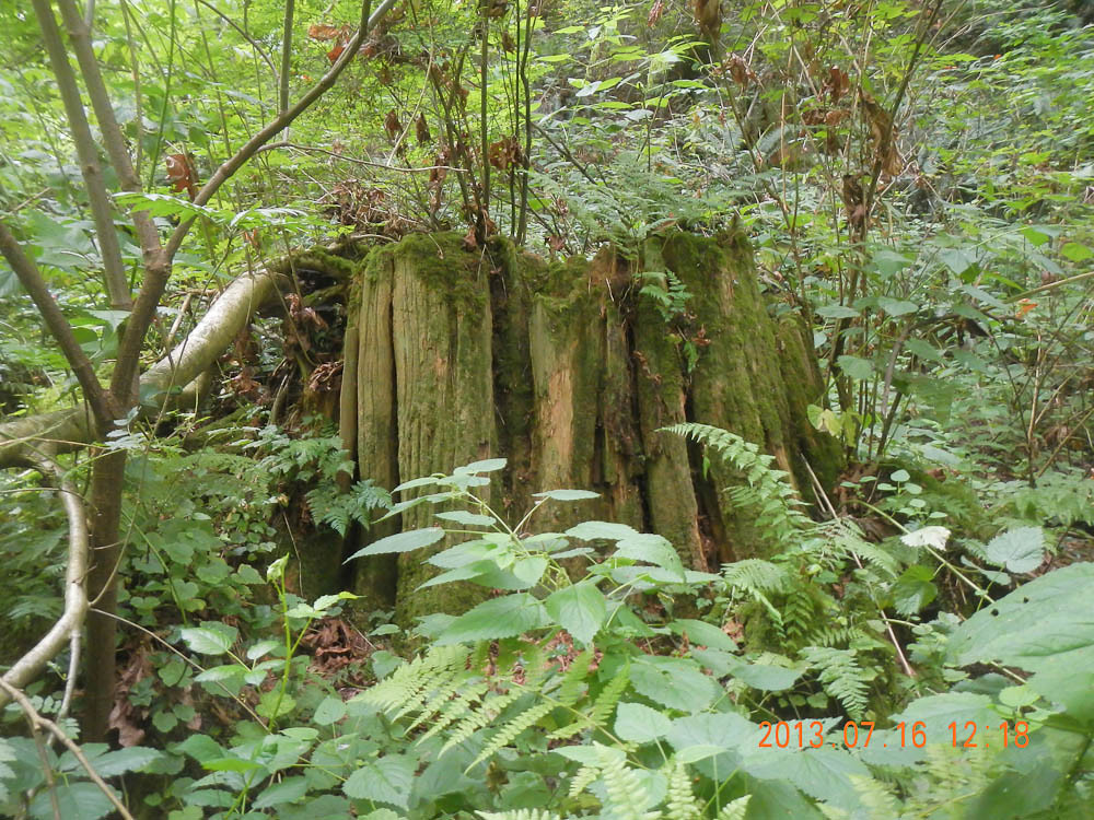 Western redcedar nurse stump A cedar nurse stump with re… Flickr