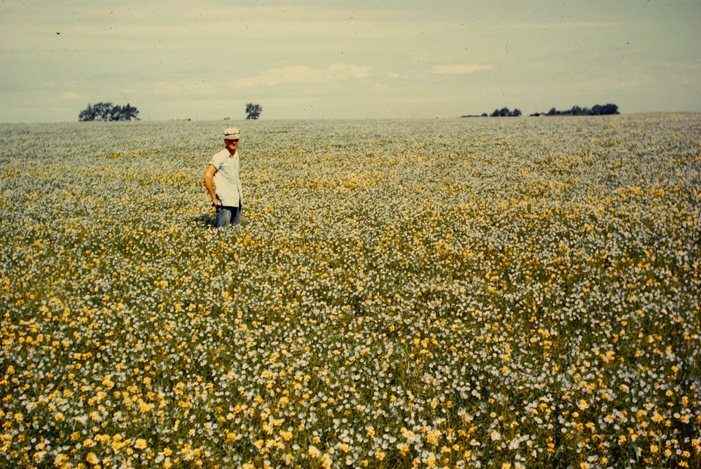 A Man Outstanding in his (Flax) Field North Dakota color… Flickr