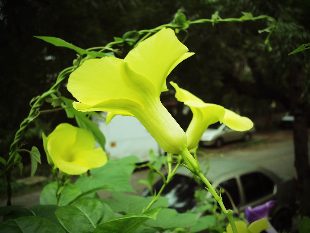 Yellow Flowered Creeper Divya Barai Flickr