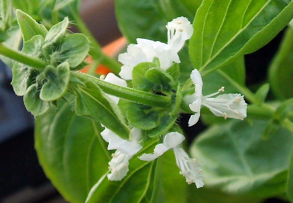 Basil Plant Flowers Basil [Wikipedia] Dominic Alves Flickr