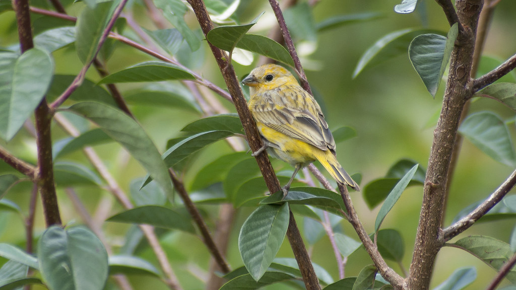 Saffron Finch female (Sicalis flaveola/Botón de oro) Flickr