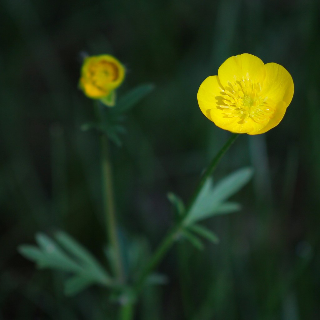 My Little Buttercup Under the same moon... Flickr