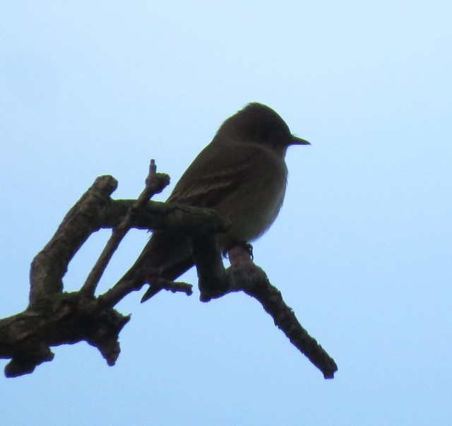Western WoodPewee, SW Oklahoma eBird Documentation ebird… Flickr