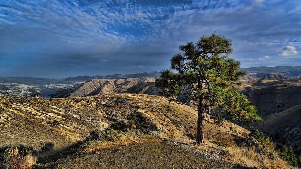 Pinus ponderosa Ponderosa pine Thayne Tuason Flickr