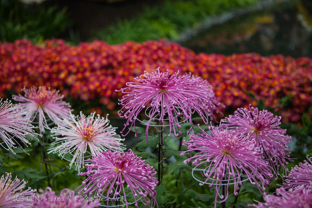 Chrysanthemums at the NY at the New York Botantical Garden… Flickr