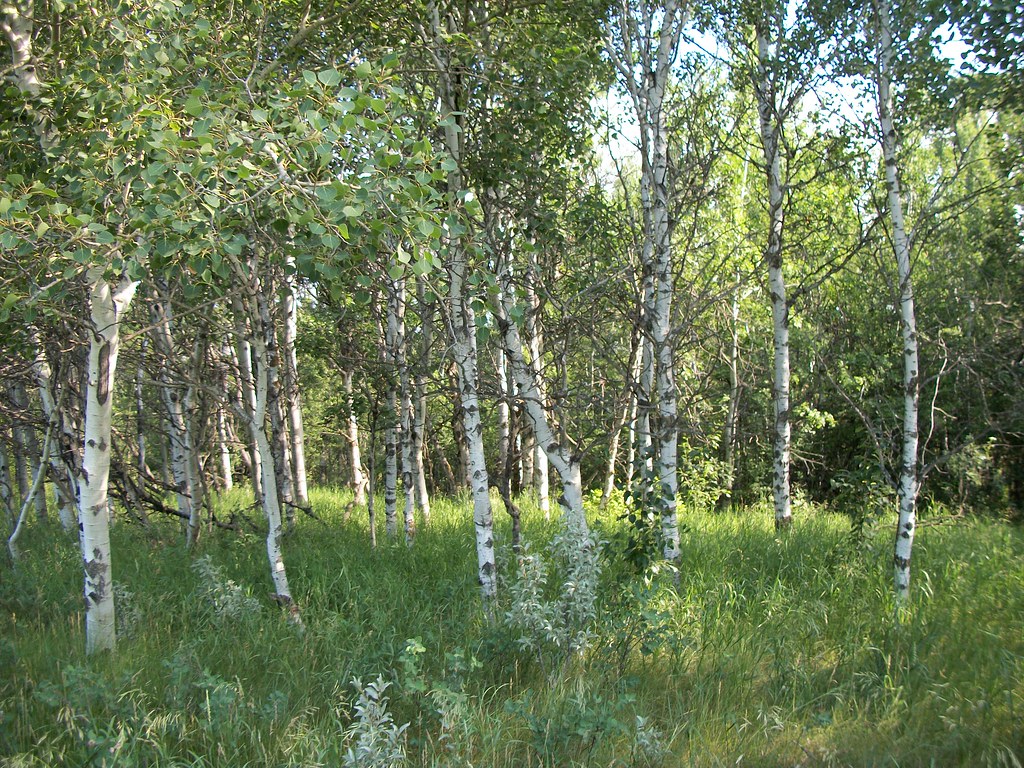 A Poplar Bluff. I don't know why it is called a 'bluff'. I… Flickr