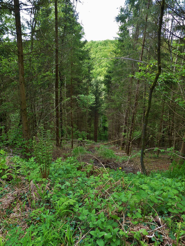 Bois de Senuc mai 2013 Chemin des Allemands. Flickr