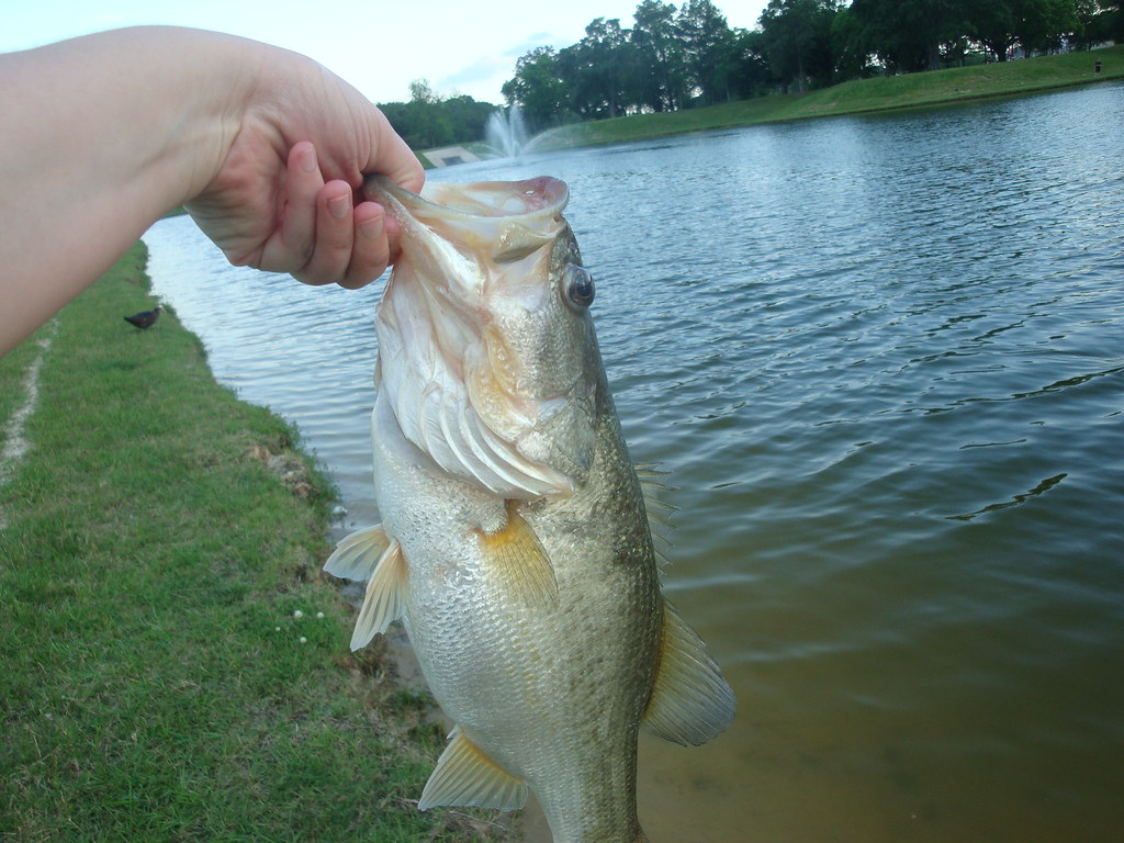 3 lb Bass Senterra Lakes Pond Christen F Flickr