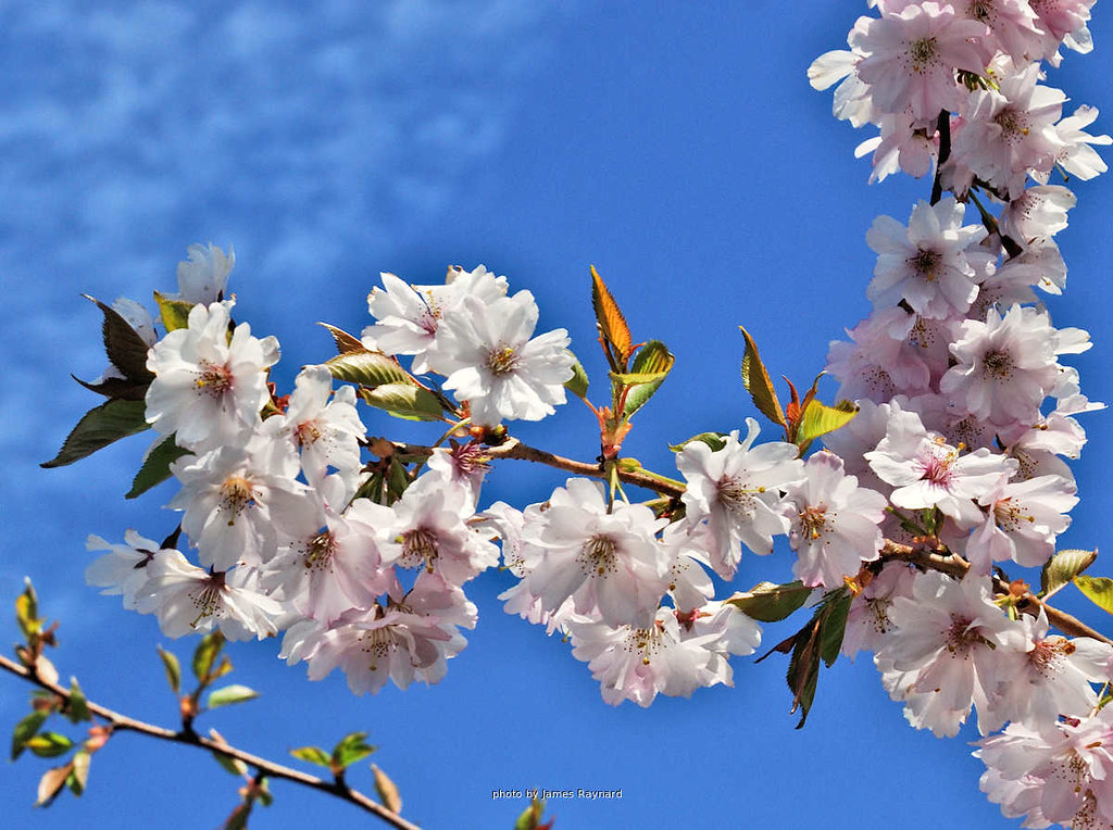 White blossom against sky On a sunny day. James Raynard Flickr