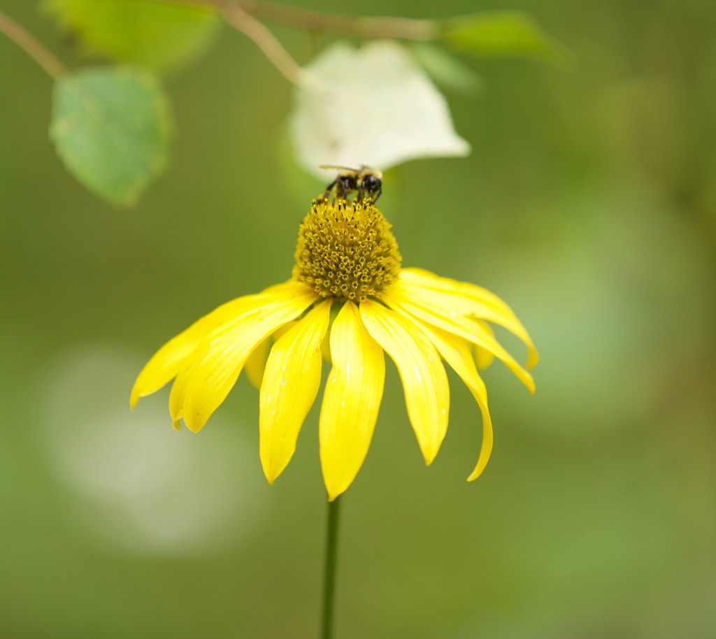 Yellow bee flower Chris Kuntz Flickr