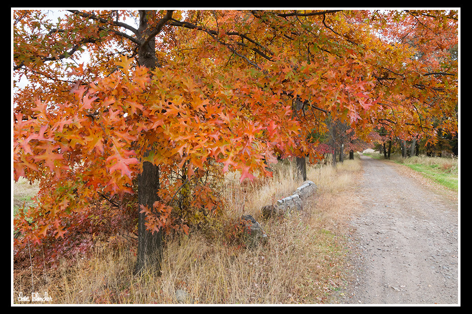 Oaks in Autumn Great Piece Meadows, New Jersey Dave Blinder Flickr