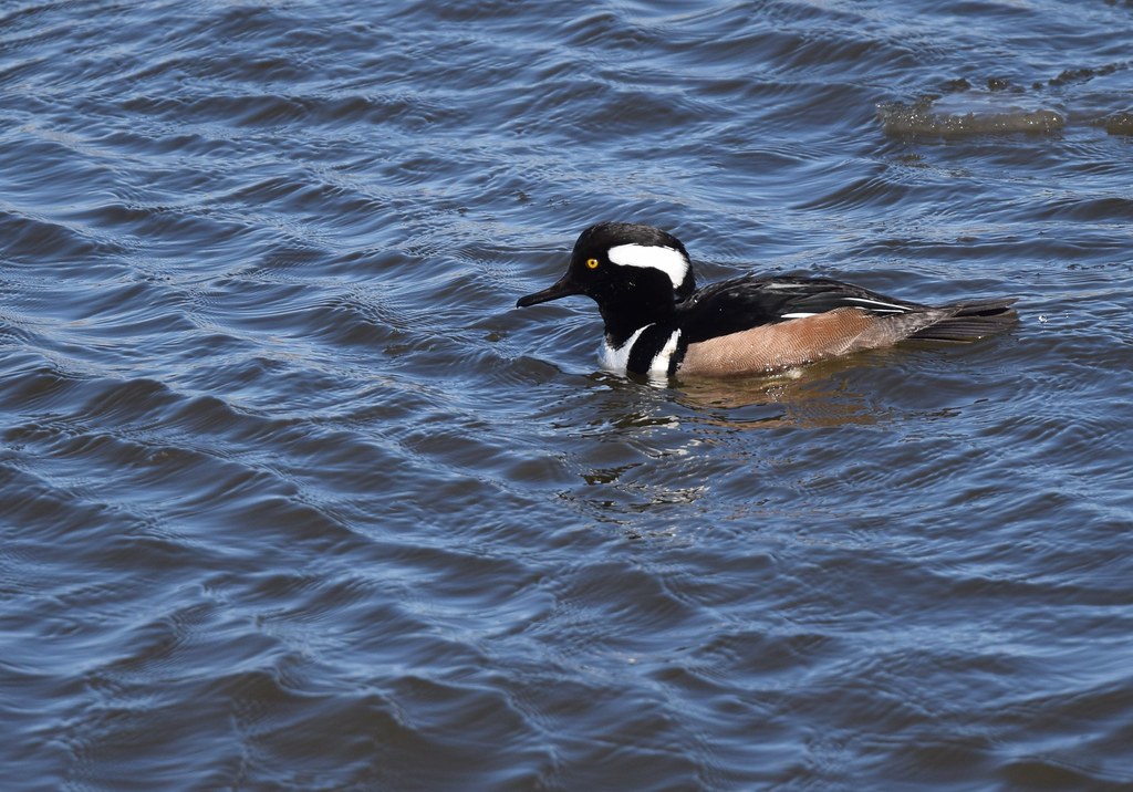 Hooded Merganser a photo on Flickriver