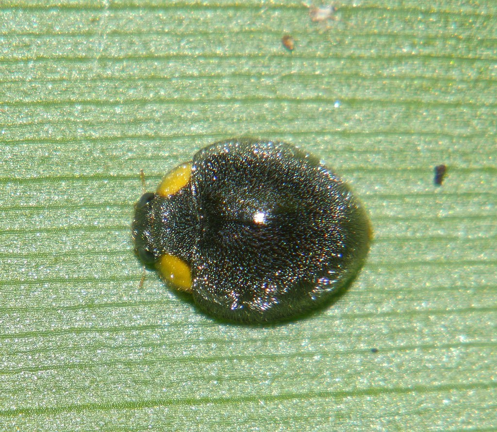 Yellow Shouldered Ladybird Apolinus lividigaster Coccinell… Flickr