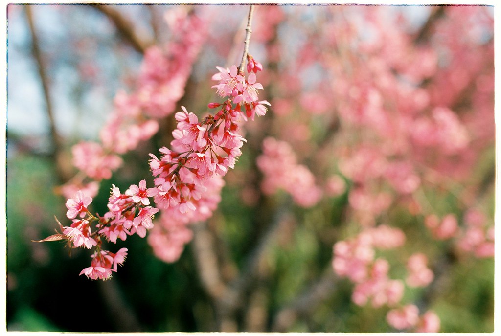 Cherry Blossom • Camera Nikon FM • Film Kodak Ektar 100 … Flickr