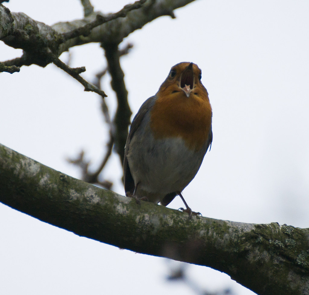 day 25 a chirping robin I went out for a walk today and … Flickr