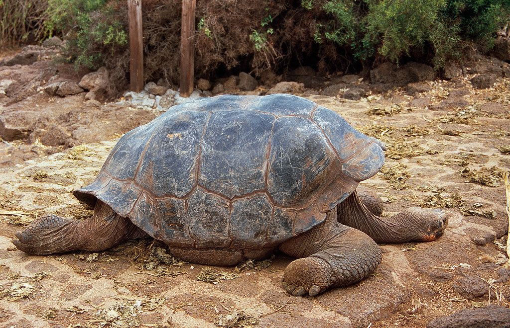 Giant land turtle 2Galapagos Joe Brnobic Flickr