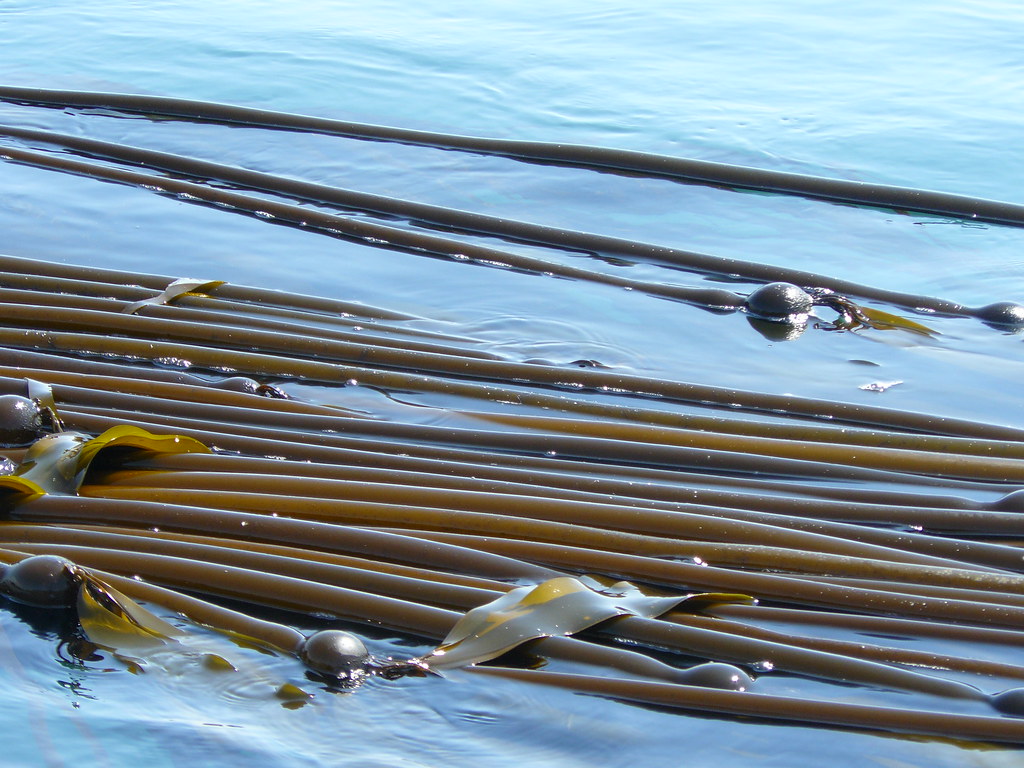 Bull kelp bed on Pender Island (1) John Tak Flickr