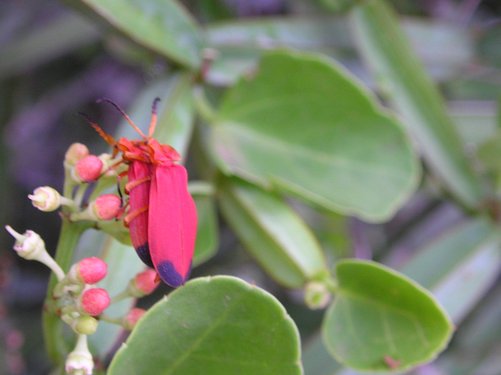 Cotton stainer bugs Really the love bugs in nature Lalithamba Flickr