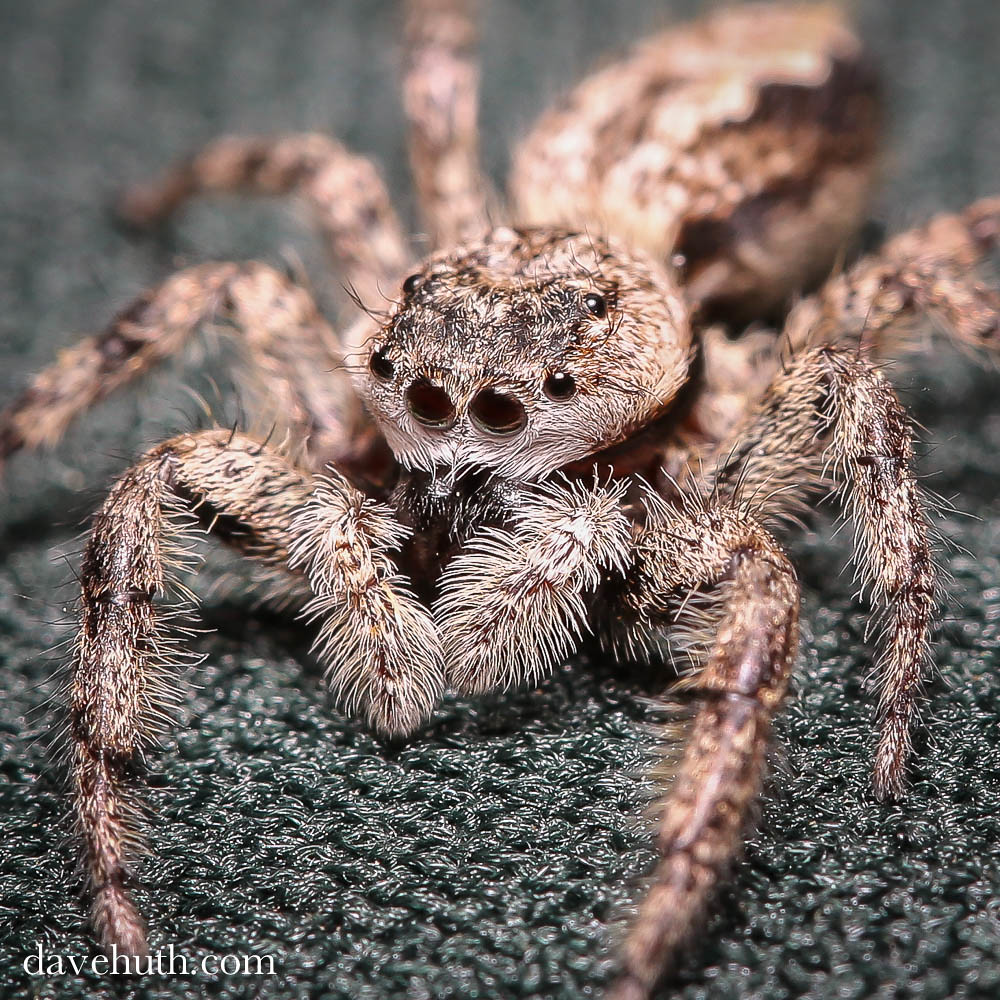 Tan Jumping spider (Platycryptus undatus) I'd appreciate s… Flickr