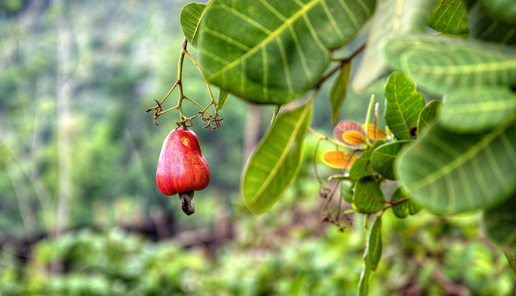Cashew Apple Cashew fruit in Ratanakiri, Cambodia. The fru… Flickr