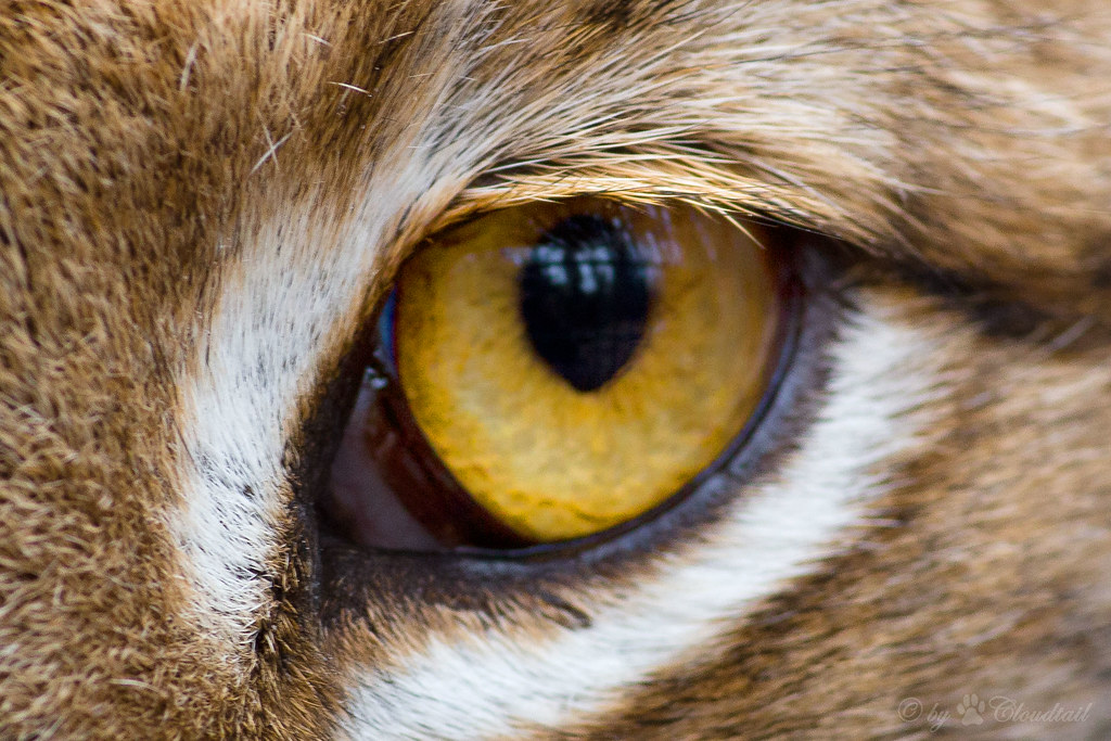 eye of a lynx This picture I've taken at Wildpark Pforzhei