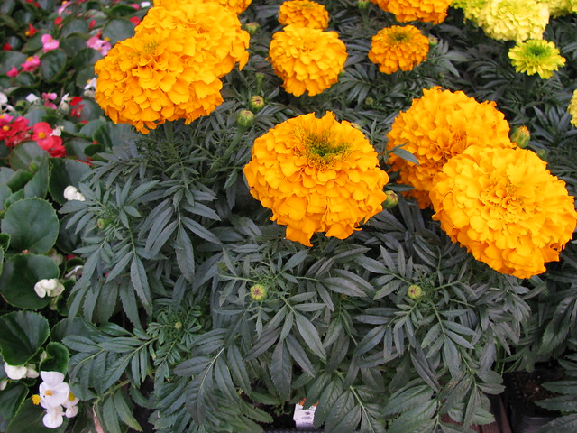 How to grow Marigold from dried flowers Shiny Plant