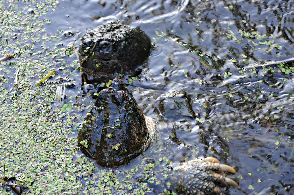 Turtle embrace Snapping turtles living in Mud Lake