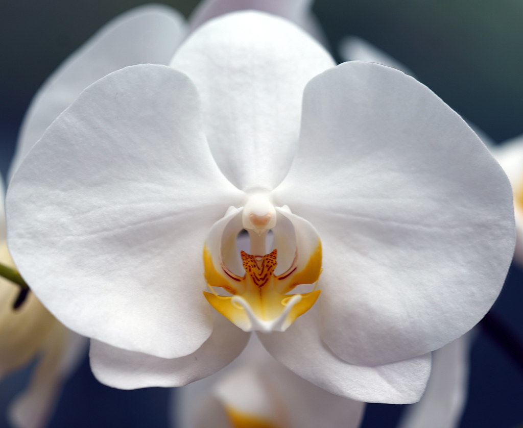 Tiger Face in a Moon Orchid Villa Ndio Photography Flickr