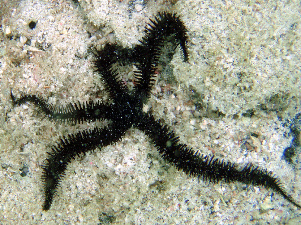 Brittle.Starfish Common Name Brittle Starfish Scientific … Flickr